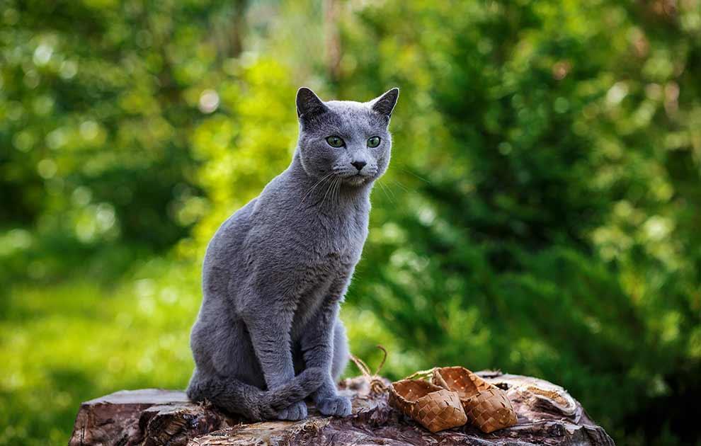Russian - Katte Racer Dyrlægevagten