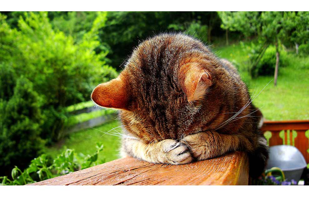 fedme Ballade græsplæne Urenlighed hos katte - et adfærdsproblem - Katte generelt - Dyrlægevagten
