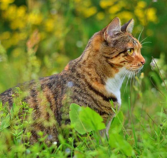 Autoimmun hæmolytisk anæmi Katte Sygdomme