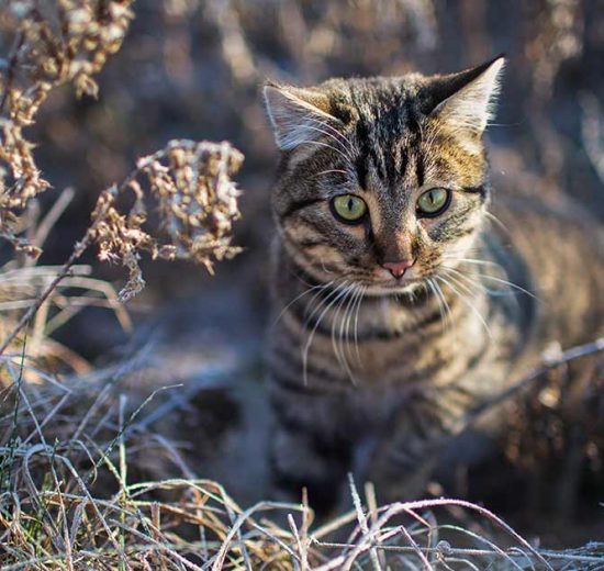 Blæresten Katte Sygdomme