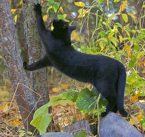 Hæmobartonellose Katte Sygdomme