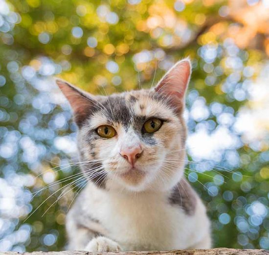 Kattesyge og katteinfluenza Katte Sygdomme