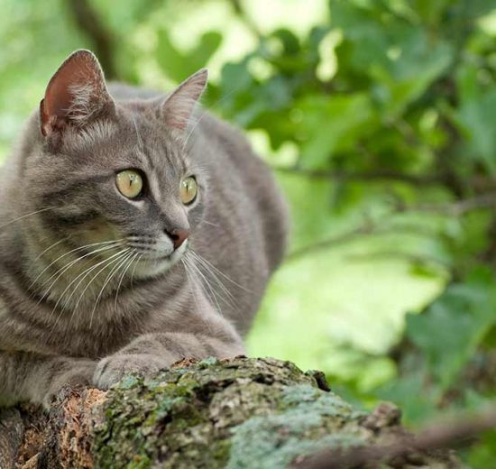 Mundbetændelse Katte Sygdomme