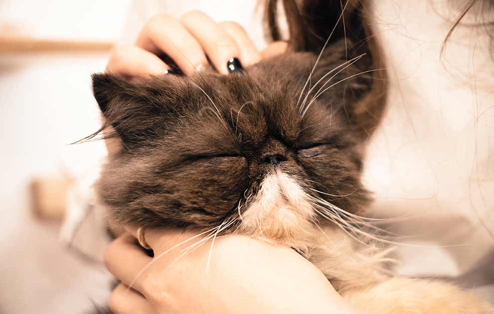 bughindebetændelse (FIP) - Katte Sygdomme -