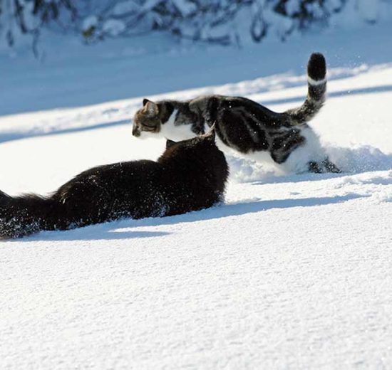 Tandsygdomme Katte Sygdomme