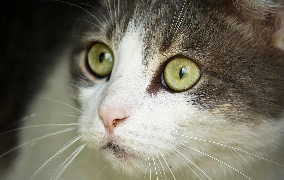- Katte Øre- & Øjenlidelser - Dyrlægevagten