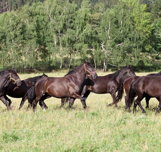 Bekendtgørelse om transport af dyr Heste generelt