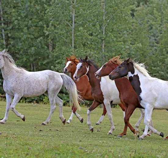 Hvad vejer din hest? Heste generelt