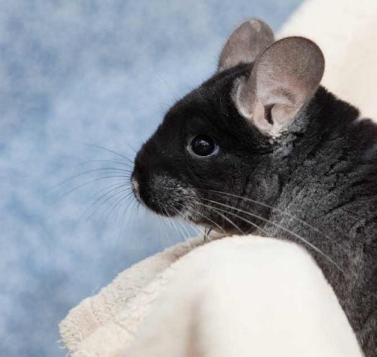 Burindretning Gnavere Chinchilla