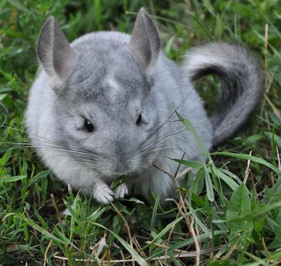 Kønsbestemmelse Gnavere Chinchilla