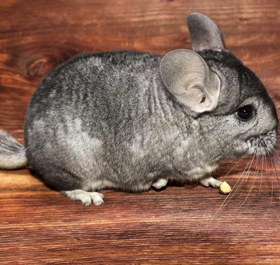 Forstoppelse Gnavere Chinchilla