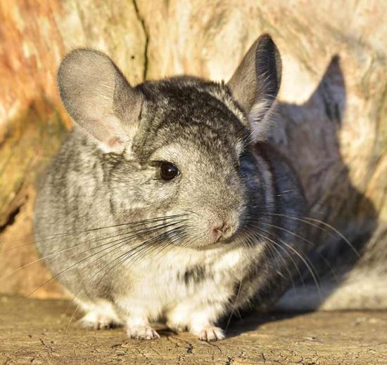 Kannibalisme Gnavere Chinchilla