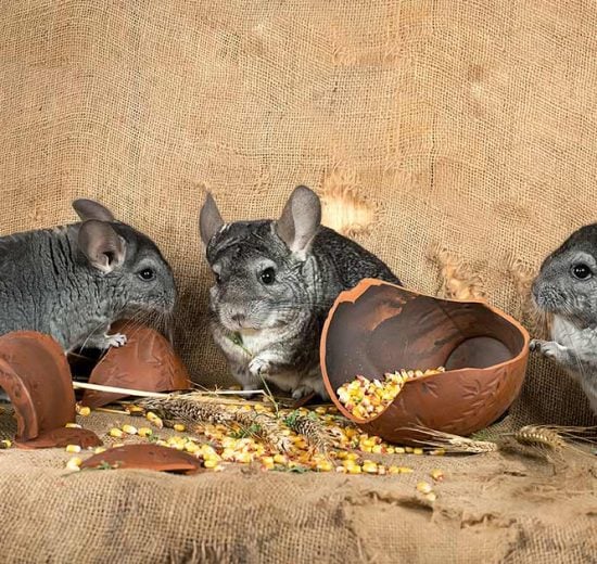 Mundhulelidelse Gnavere Chinchilla