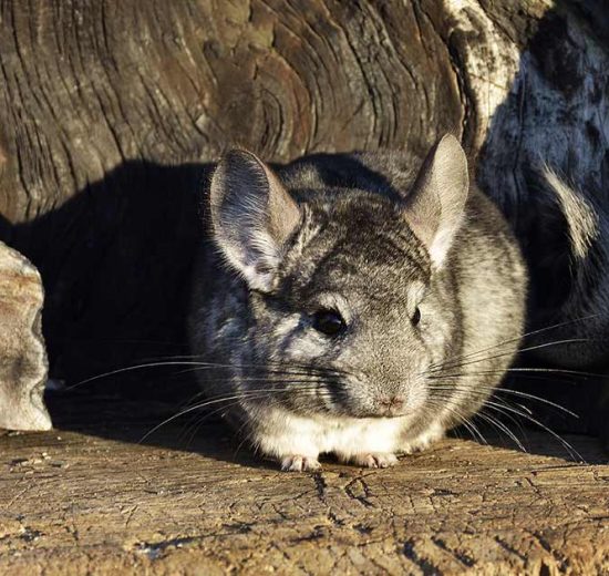 Ringorm Gnavere Chinchilla