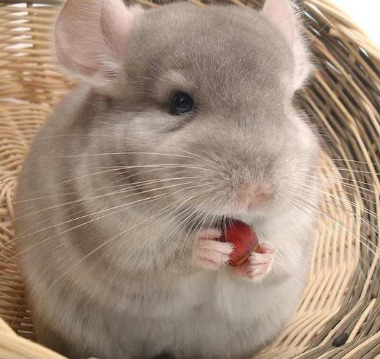 Trommesyge Gnavere Chinchilla