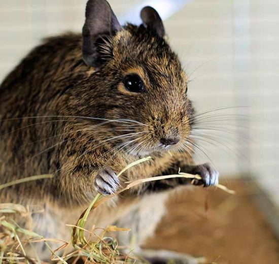 Hudlidelser Gnavere Chinchilla