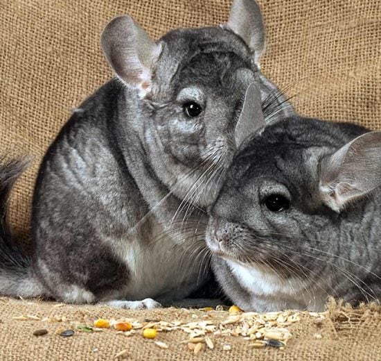 Parring Gnavere Chinchilla