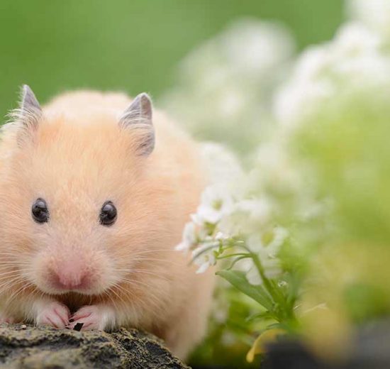 Fødsel Gnavere Hamster