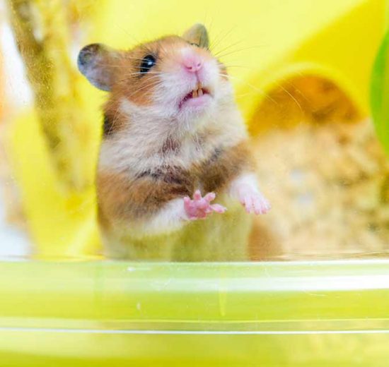 Parasitter i tarmkanalen Gnavere Hamster