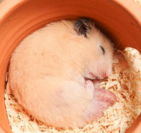 Trommesyge Gnavere Hamster