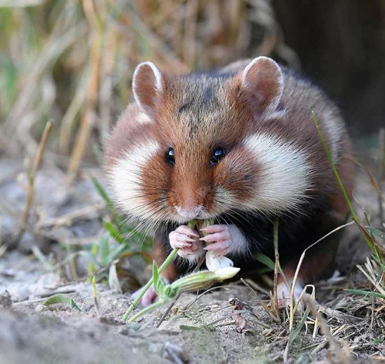 Rengøring og desinfektion Gnavere Hamster