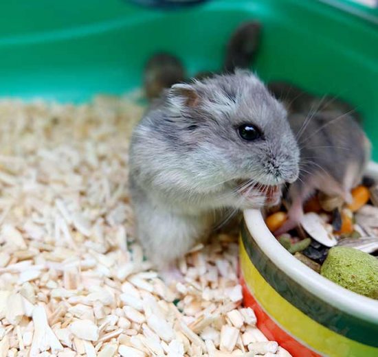 Burindretning Gnavere Hamster