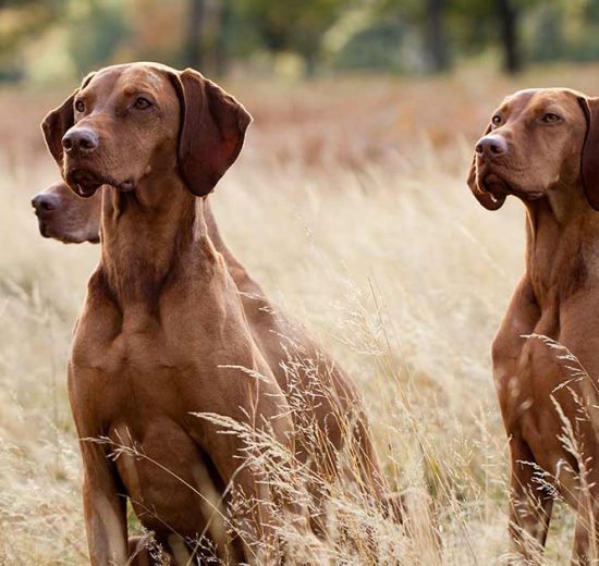 Efterlysning Hunde generelt