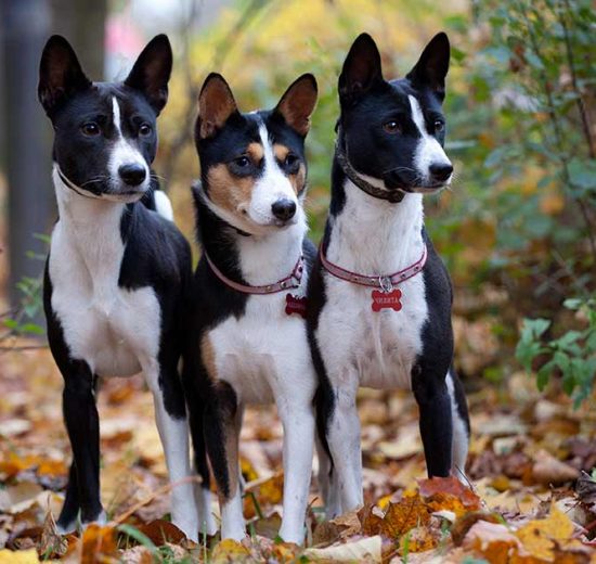 Blæresten Hunde sygdomme