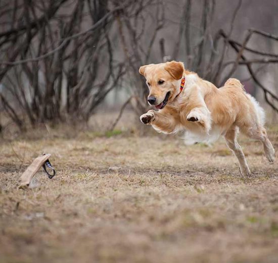 Discusprolaps Hunde sygdomme