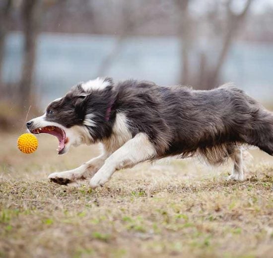 Hundesyge Hunde sygdomme