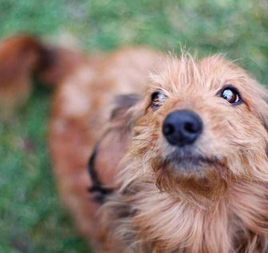 Kræft Hunde sygdomme