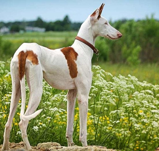 Ormebehandling af hund Hunde sygdomme