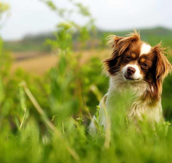 Rabies (hundegalskab) Hunde sygdomme