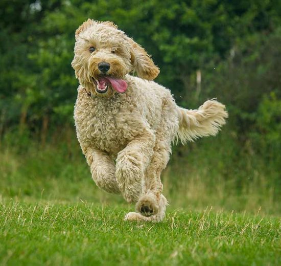 Gigt Hunde sygdomme