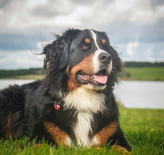 Hjertelidelse Hunde sygdomme