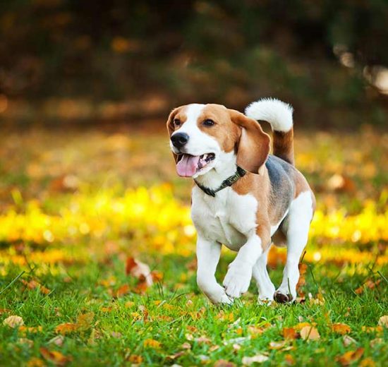 Hunde styrker humøret og helbredet Hunde generelt