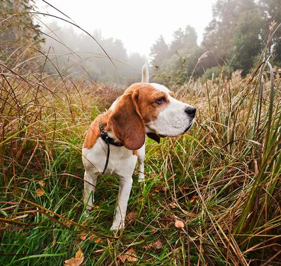 Kørsel i bil Hunde generelt