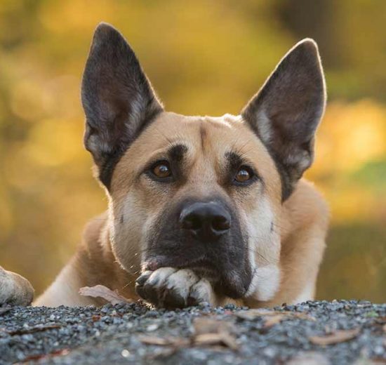 Hofteledsdysplasi Hunde sygdomme