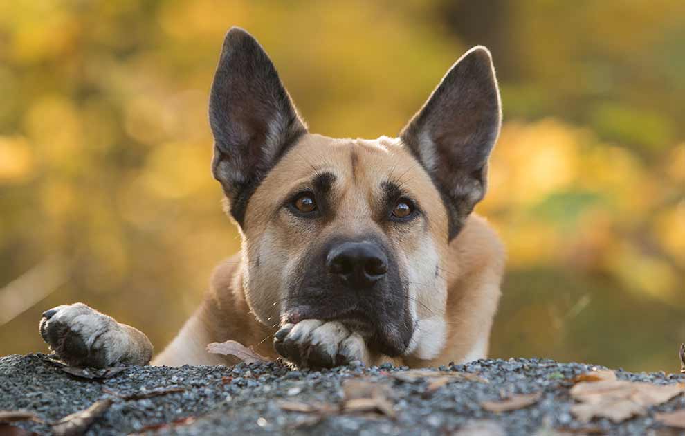 Hofteledsdysplasi - Hunde sygdomme