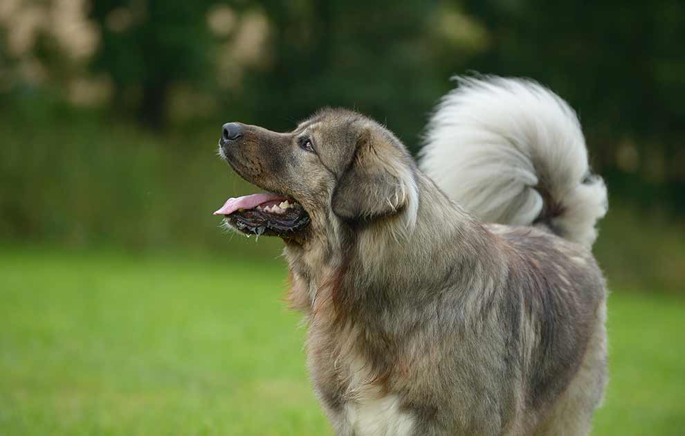 Hvordan får jeg min hund med til Sverige? - Hunde - Dyrlægevagten