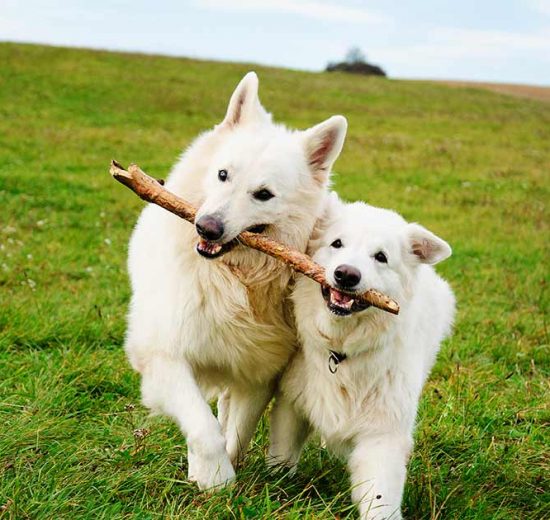 Lænkehunde Hunde generelt