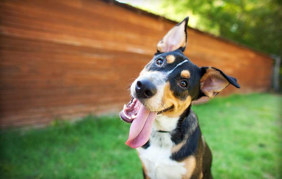 Hudlidelser af hormonelle forstyrrelser - Hunde Dyrlægevagten