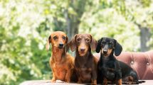 Grå stær  - Grøn stær Hunde øre- & øjenlidelser