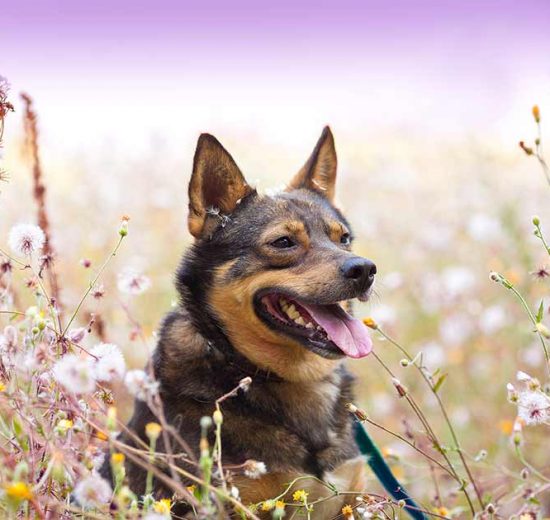 Fransk hjerteorm Hunde sygdomme