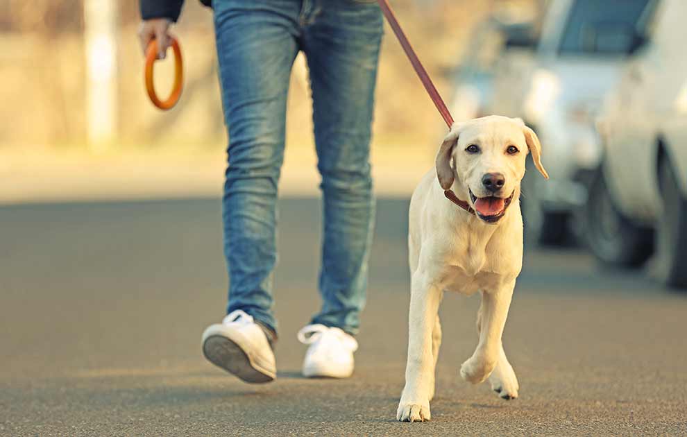 stær - Kataraktundersøgelse Hunde & øjenlidelser - Dyrlægevagten