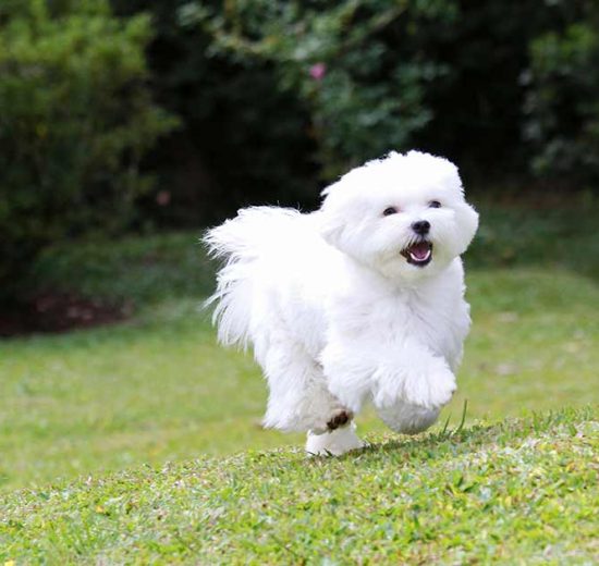 Blærebetændelse Hunde sygdomme