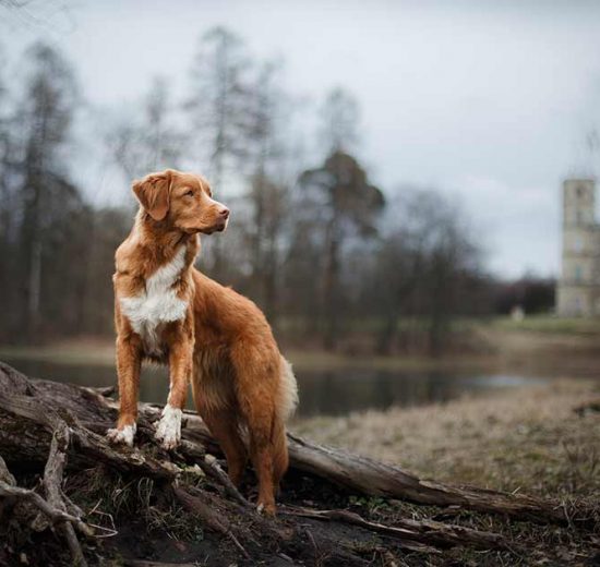 Hundeforsikring Hunde generelt