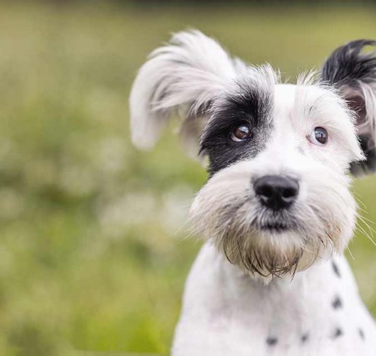 Epilepsi Hunde sygdomme