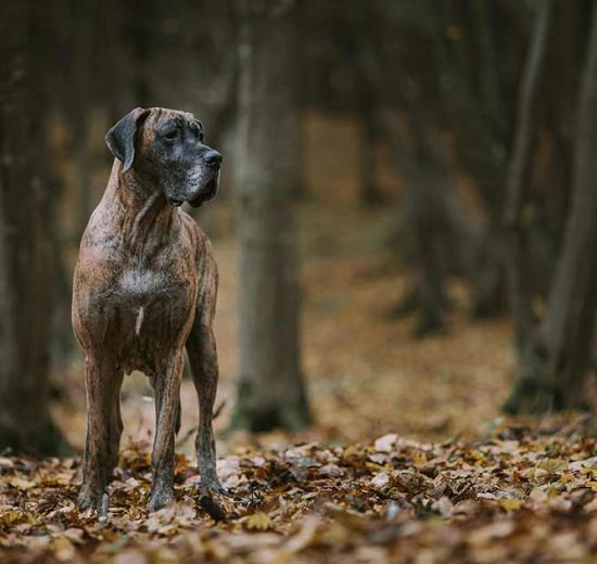 1. Før du køber hund Hunde generelt