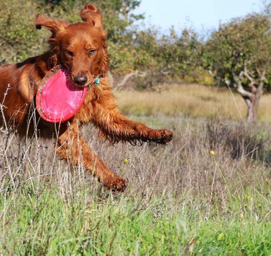 Når hunden er aggressiv Hunde generelt